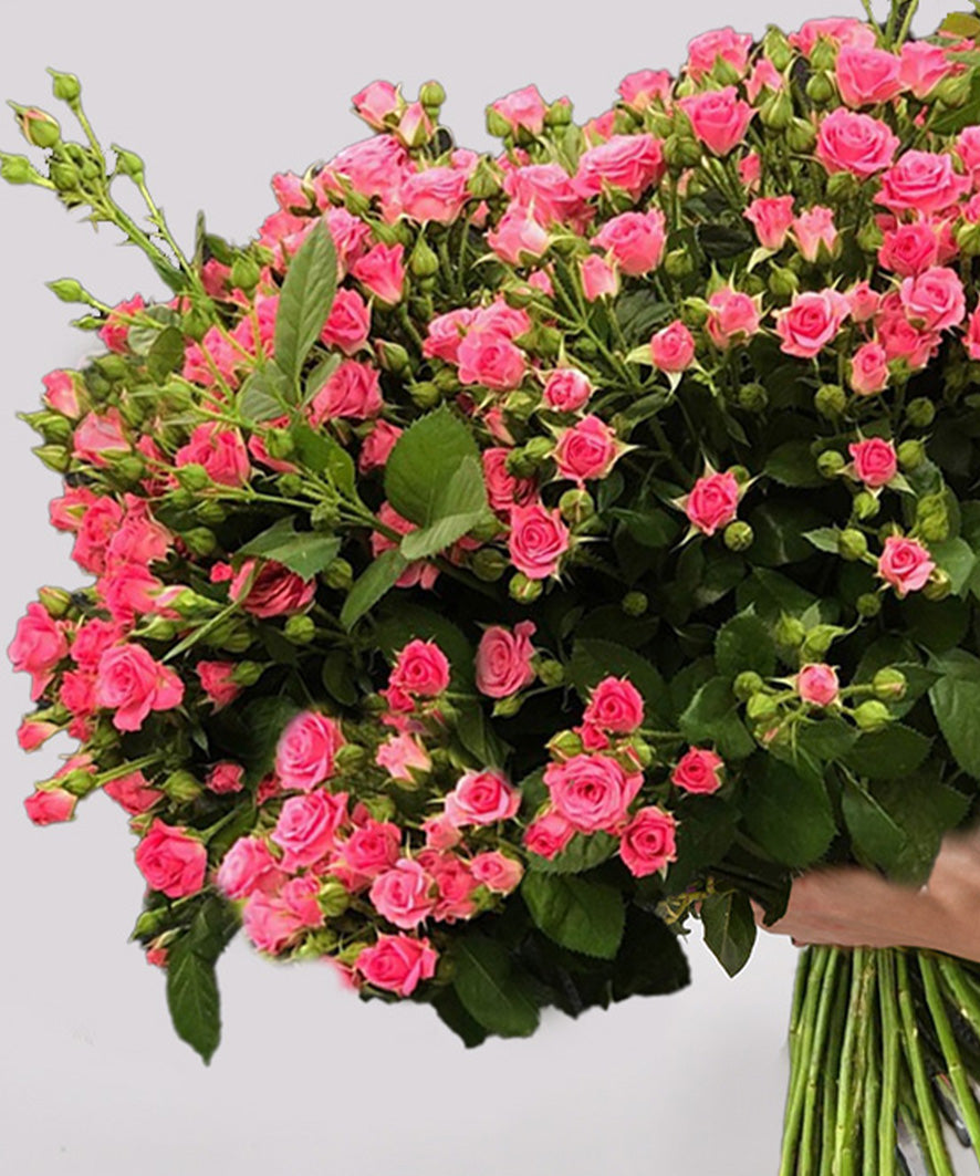 Delicate Charm (Baby Pink)