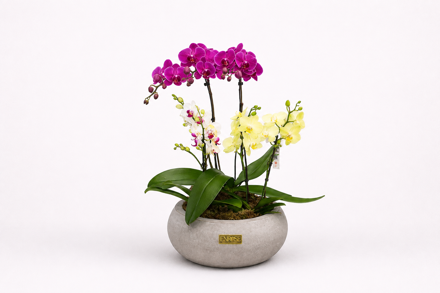 Majestic Orchids