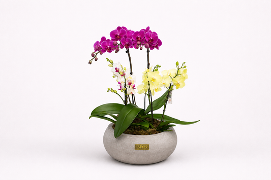 Majestic Orchids