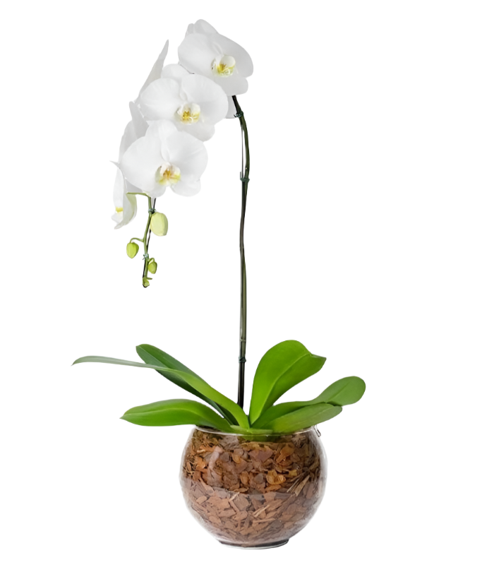 Orquídea Phalaenopsis Branca com vaso