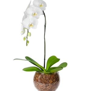 Orquídea Phalaenopsis Branca com vaso