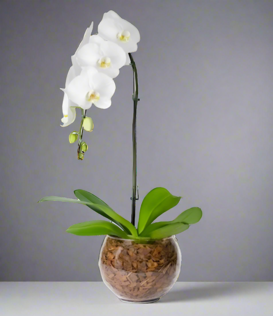 Orquídea Phalaenopsis Branca com vaso