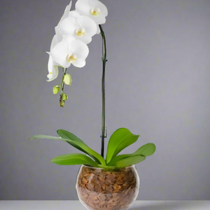 Orquídea Phalaenopsis Branca com vaso