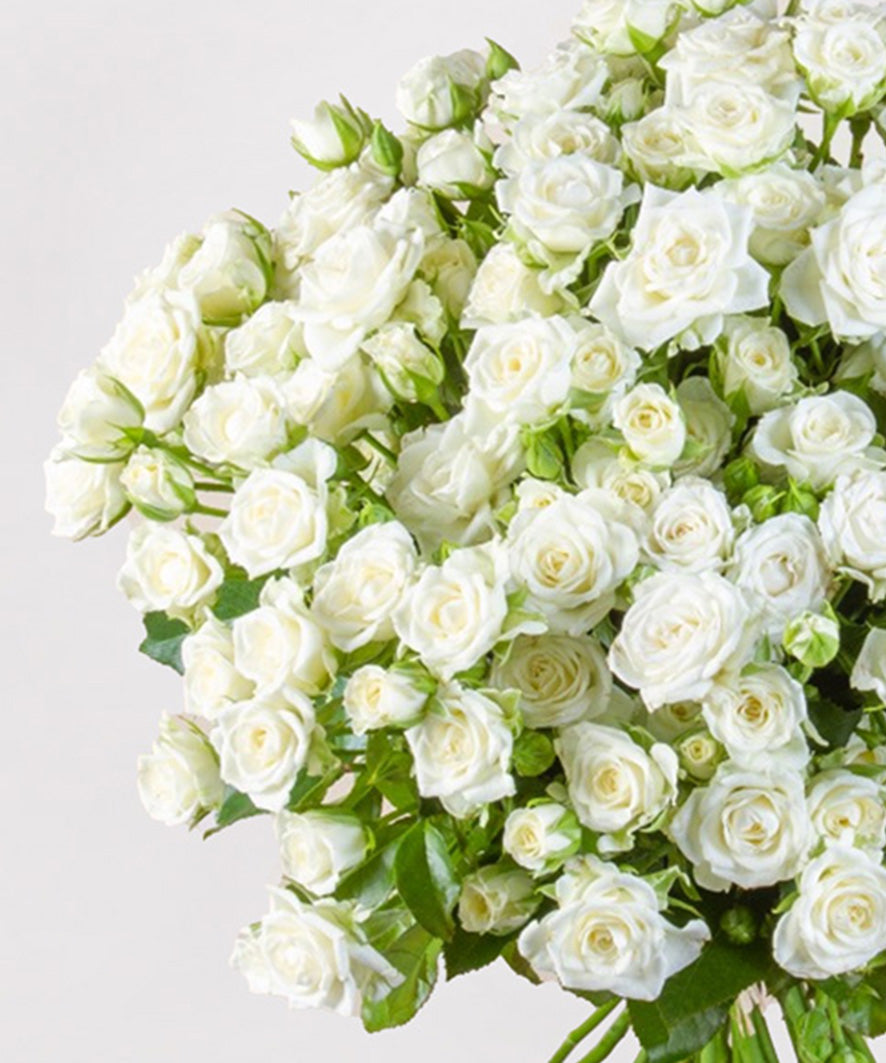 Absolute Purity with 100 Mini Roses