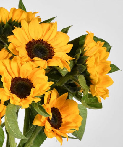 Glow of Hope and Energy